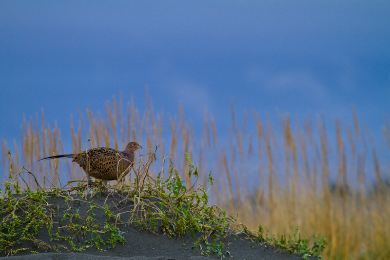 Ring-Necked Pheasant